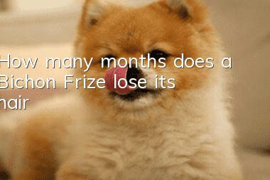 How many months does a Bichon Frize lose its hair?
