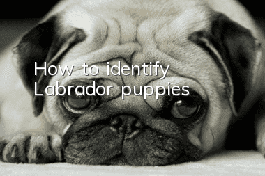 How to identify Labrador puppies