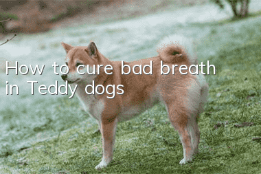 How to cure bad breath in Teddy dogs