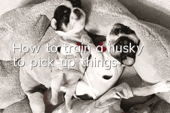 How to train a husky to pick up things