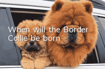 When will the Border Collie be born?