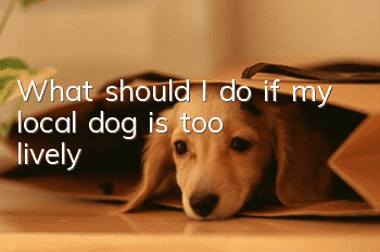 What should I do if my local dog is too lively?