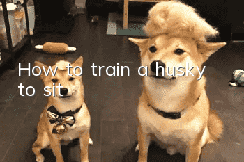 How to train a husky to sit