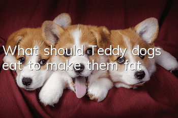 What should Teddy dogs eat to make them fat?