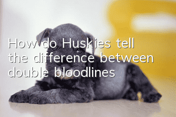 How do Huskies tell the difference between double bloodlines?