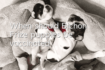 When should Bichon Frize puppies be vaccinated?