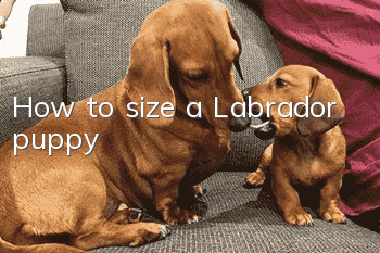 How to size a Labrador puppy