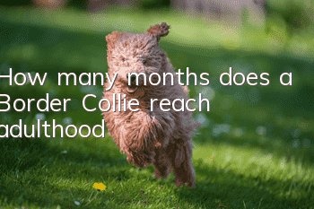 How many months does a Border Collie reach adulthood?