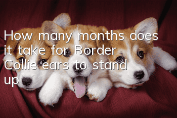How many months does it take for Border Collie ears to stand up?