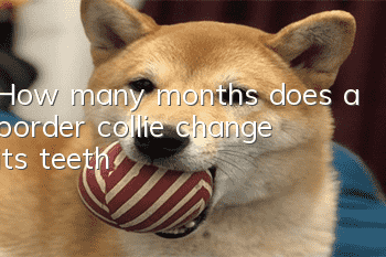 How many months does a border collie change its teeth?