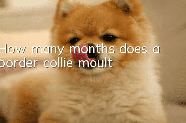 How many months does a border collie moult?