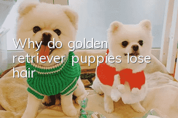 Why do golden retriever puppies lose hair?