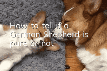 How to tell if a German Shepherd is pure or not?