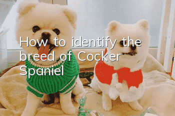 How to identify the breed of Cocker Spaniel