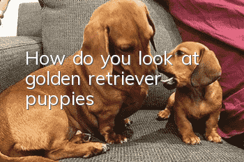 How do you look at golden retriever puppies?