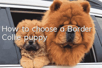 How to choose a Border Collie puppy