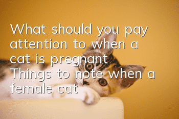 What should you pay attention to when a cat is pregnant? Things to note when a female cat is pregnant!
