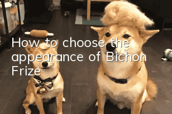 How to choose the appearance of Bichon Frize