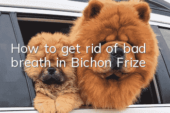 How to get rid of bad breath in Bichon Frize