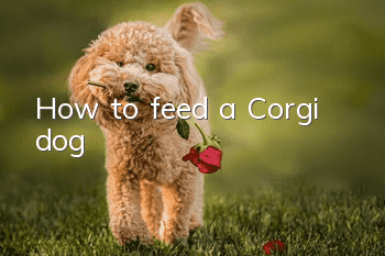 How to feed a Corgi dog