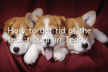 How to get rid of the tear trough in Teddy