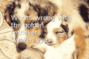 What's wrong with the golden retriever's swollen eyes?
