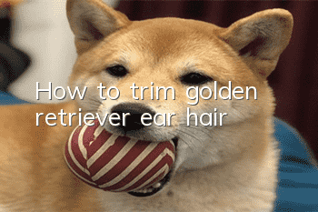 How to trim golden retriever ear hair