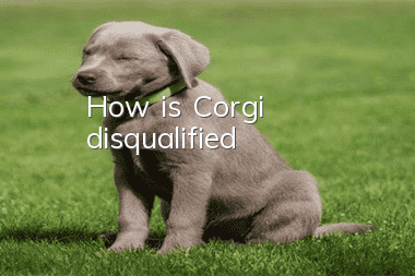 How is Corgi disqualified?
