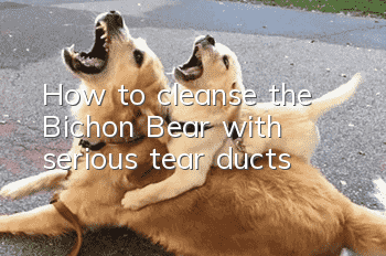 How to cleanse the Bichon Bear with serious tear ducts