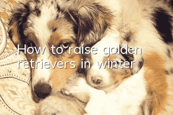 How to raise golden retrievers in winter
