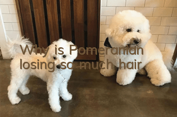 Why is Pomeranian losing so much hair?