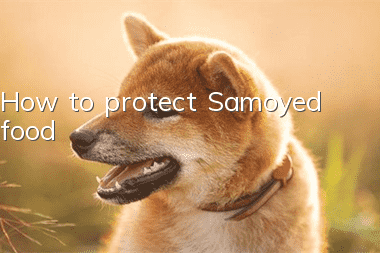 How to protect Samoyed food