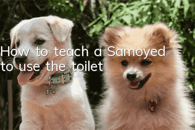 How to teach a Samoyed to use the toilet