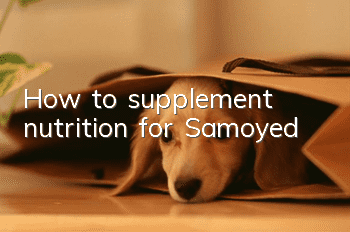 How to supplement nutrition for Samoyed