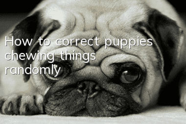 How to correct puppies chewing things randomly