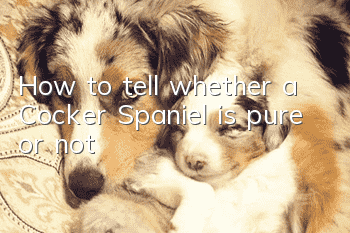 How to tell whether a Cocker Spaniel is pure or not?