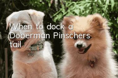 When to dock a Doberman Pinscher’s tail?