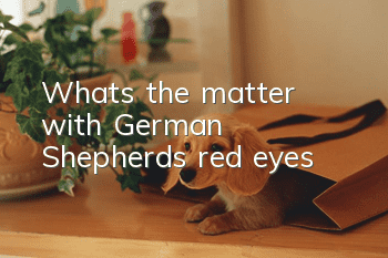 What’s the matter with German Shepherd’s red eyes?