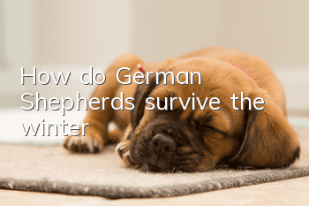 How do German Shepherds survive the winter?