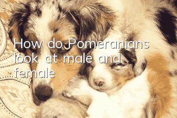 How do Pomeranians look at male and female?