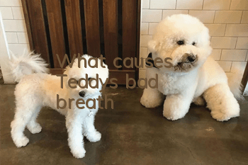 What causes Teddy's bad breath?