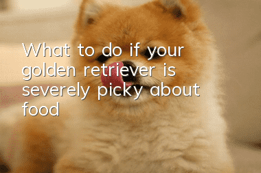 What to do if your golden retriever is severely picky about food