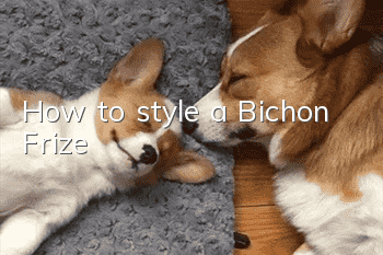 How to style a Bichon Frize