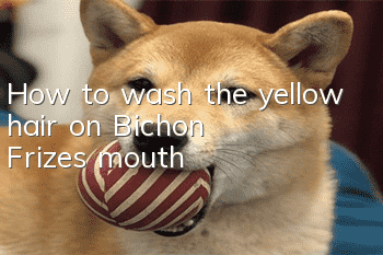 How to wash the yellow hair on Bichon Frize's mouth