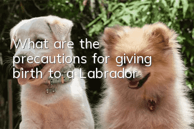 What are the precautions for giving birth to a Labrador?