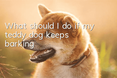 What should I do if my teddy dog ​​keeps barking?