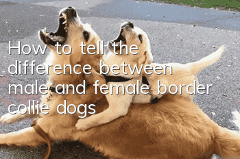 How to tell the difference between male and female border collie dogs