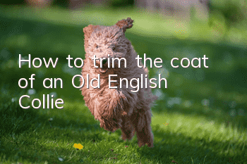 How to trim the coat of an Old English Collie