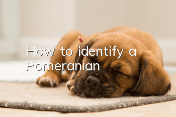 How to identify a Pomeranian