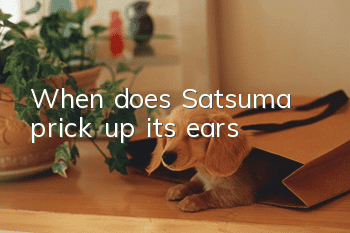 When does Satsuma prick up its ears?